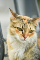 A long-haired calico cat with piercing green eyes is captured in a close-up. This image, taken on the sunny streets of Malta, highlights the unique charm of the islands stray feline population.