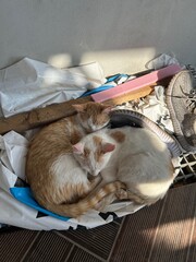 Cats peacefully sleeping on construction site