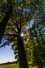 Fototapeta premium Tall Trees, Angel Mounds State Historic Site, Evansville, Indiana