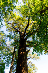 Tall Trees, Angel Mounds State Historic Site, Evansville, Indiana