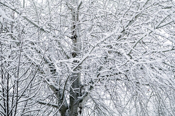 Obraz premium Winter park with white snowy branches, fir trees