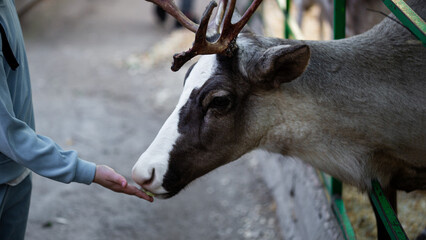 Child feeding wild reindeer in the zoo. Little girl watching reindeer on a farm. Kid and pet animal. Family summer trip to zoological garden.
