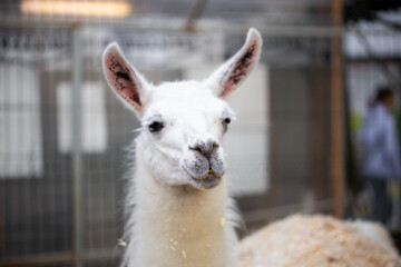 Obraz premium Cute lama in the zoo