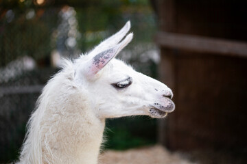 Cute white lama in the zoo