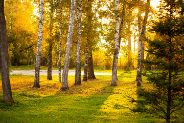 Obraz premium Autumn and fall city park. Nature scene in sunset fog Wood in scenic scenery Bright light sun Sunrise of a sunny day, morning sunlight view.