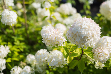white flowers in the garden