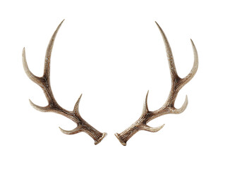 Fototapeta premium Decorative reindeer antlers