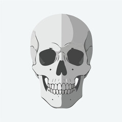 Skull vector design for graphic advertising