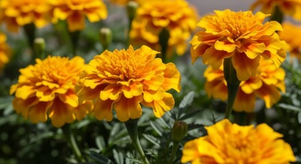 Fototapeta premium A Vibrant Cluster of Ruffled Yellow Marigolds in a Sunlit Garden.