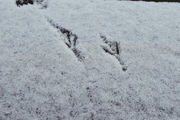 Bird Footprints Pressed Into Fresh Snow