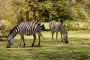Zebras in African savana on dry grass at safari game wild nature in Masai Mara, Amboseli, Samburu, Serengeti Tsavo national parks of Kenya and Tanzania. Zebra mammal animal wildlife in Africa savannah