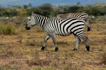Zebras in African savana on dry grass at safari game wild nature in Masai Mara, Amboseli, Samburu, Serengeti Tsavo national parks of Kenya and Tanzania. Zebra mammal animal wildlife in Africa savannah