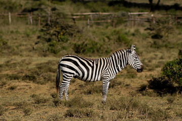 Zebras in African savana on dry grass at safari game wild nature in Masai Mara, Amboseli, Samburu, Serengeti Tsavo national parks of Kenya and Tanzania. Zebra mammal animal wildlife in Africa savannah