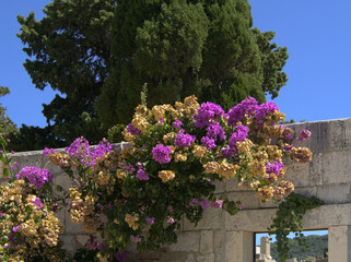 Vibrant Bougainvillea in Bloom