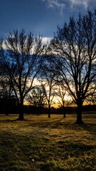 Silhouetted trees at sunset over a field