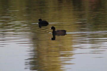 A Eurasian coot swims in a freshwater pond in a public park. Waterfowl in the wild.