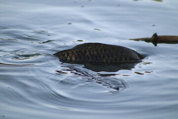 The pond has become shallow; the fish near the shore cannot swim to the depths.