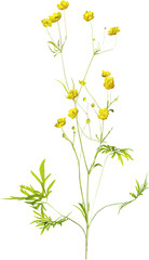 Perspective view of wildflower - Ranunculus