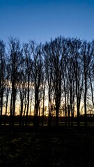 Silhouetted trees at sunset