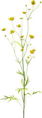 Side view of wildflower - Ranunculus
