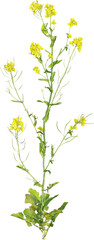 Perspective view of wildflower - Brassica