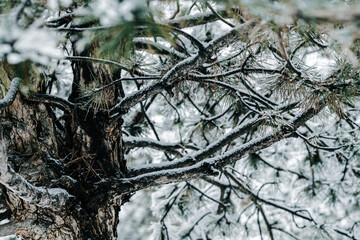 Winter park with snowy branches, fir trees