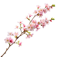 Pink Cherry Blossom Branch with Multiple Blooms and Buds on Black Background sakura