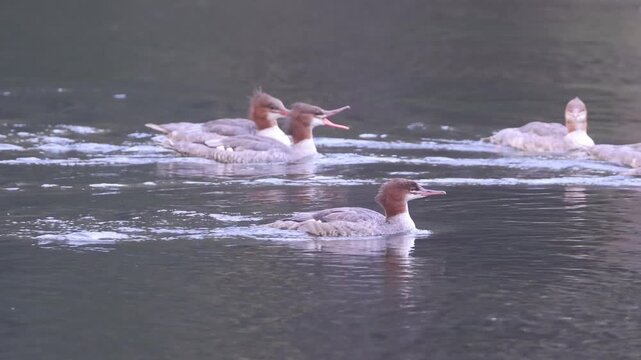 Group of female and juvenile common mergansers (Mergus merganser) swimming together on the Feather River above Butt Valley Reservoir, Plumas County, California.