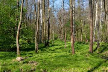 Fototapeta premium Green forest in spring, freshness. Orzesze, Poland.