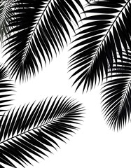 Silhouettes of palm fronds against white