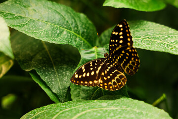 Colorful Lexias butterfly resting on green leaves in a lush habitat during bright daylight