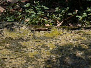 Small lizard basks on textured mossy rock surface amidst lush green foliage and dappled sunlight