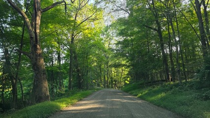 Gravel Road in Spring