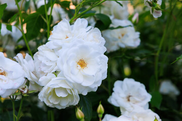 Fototapeta premium White roses blooming in a vibrant garden during the summer afternoon sun