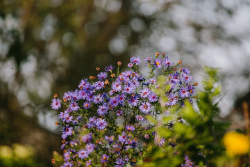 Purple aster flowers blooming in an autumn garden