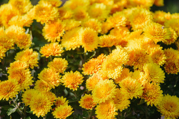 Yellow chrysanthemum flowers blooming in autumn garden