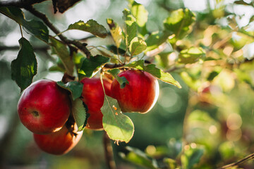 Red apples ripening on branch in autumn