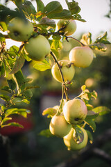 Apples hanging on tree branch in autumn light