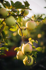Ripe green apples hanging on a branch