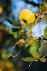 Ripe quince fruit hanging on tree branch