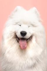 Samojed uśmiechnięty biały pies na różowym tle