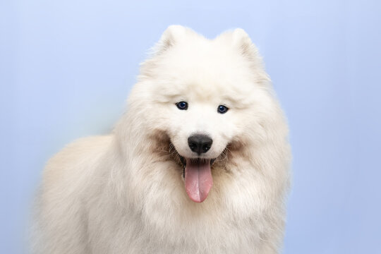 Samojed uśmiechnięty biały pies na r&oacute;żowym tle
