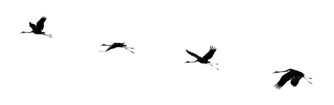 Brolga Wetland bird native to Australia in flight, silhouette, isolated,