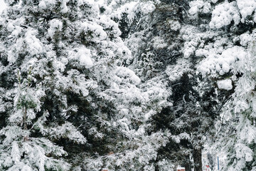 Winter park with snowy branches, fir trees