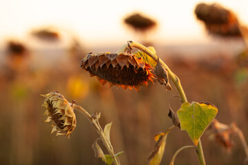 sun flower garden seeds fields for oil fat