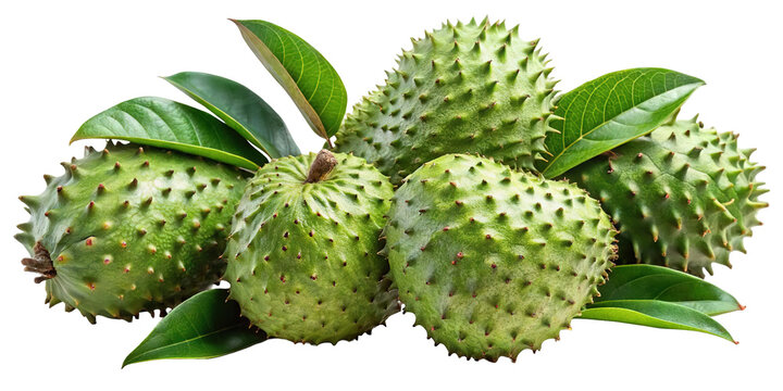 A cluster of ripe green soursop fruits with prominent spiky texture and lush leaves isolated on transparent background