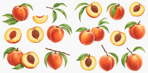 An illustrated collection of fresh ripe peaches, shown whole, cut in half, sliced, and on branches with green leaves.