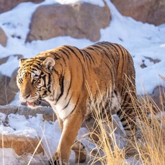Siberian tiger in the snow. Amur tiger in wild winter nature. Action wildlife scene, dangerous animal. Cold winter in taiga, Russia. Snowflakes with beautiful Siberian tiger, Panthera tigris altaica 