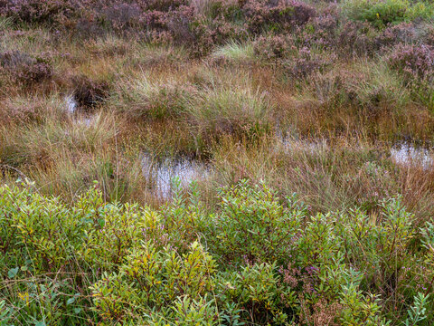 Bog myrtle, white beak sedge and heather on a wet bog habitat