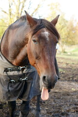 Naklejka premium A Playful Horse Stretching Out Its Tongue While Wrapped in a Cozy Blanket for Comfort